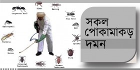 Pest Control Full Package
